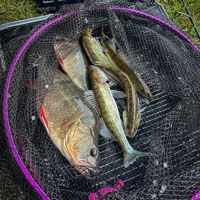 Wychwood Agitator Predator HD Nets